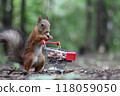 Red squirrel near the small shopping cart with nuts	 118059050