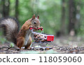 Red squirrel near the small shopping cart with nuts	 118059060