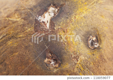 Close up coconut peel texture background Close up coconut peel texture background 118059077