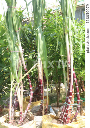sugarcane plant on farm for harvest 118059079