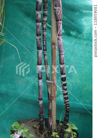 sugarcane plant on farm for harvest 118059081