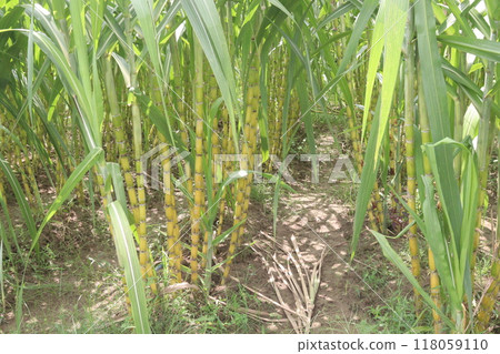 sugarcane plant on farm for harvest 118059110