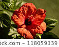 Red hibiscus flower 118059139