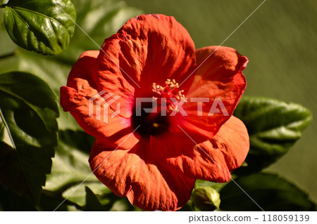 紅芙蓉花 118059139