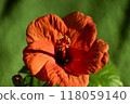 Hibiscus 118059140
