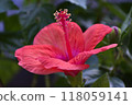 Red hibiscus flower 118059141