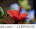 Red hibiscus 118059142