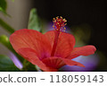 Red hibiscus flower 118059143