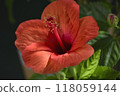 Red hibiscus flower 118059144