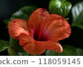 Red hibiscus flower 118059145