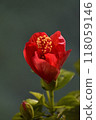Hibiscus 118059146