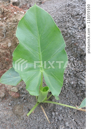 Taro Plant on farm for harvest Taro Plant on farm for harvest 118059160