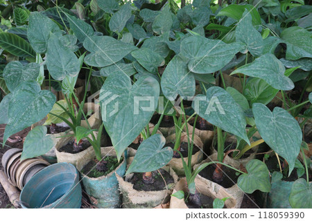 Alocasia cucullata plant on farm Alocasia cucullata plant on farm 118059390