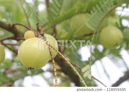 Amla gooseberry on tree in farm Amla gooseberry on tree in farm 118059395
