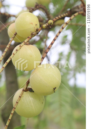 Amla gooseberry on tree in farm 118059396