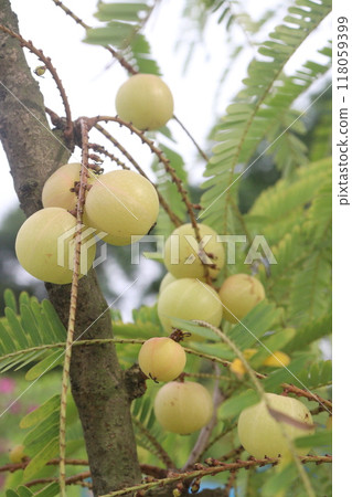 Amla gooseberry on tree in farm Amla gooseberry on tree in farm 118059399