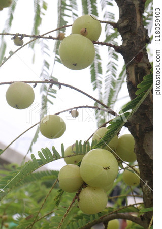 Amla gooseberry on tree in farm Amla gooseberry on tree in farm 118059403