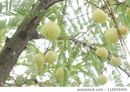 Amla gooseberry on tree in farm 118059404