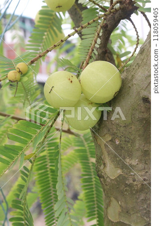 Amla gooseberry on tree in farm Amla gooseberry on tree in farm 118059405