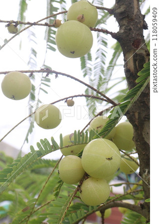 Amla gooseberry on tree in farm Amla gooseberry on tree in farm 118059409