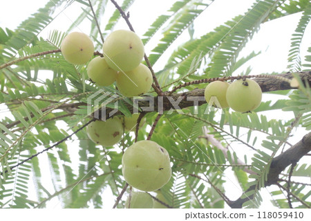 Amla gooseberry on tree in farm 118059410
