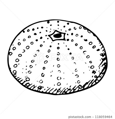 Sea urchin shell black and white vector illustration of Mediterranean animal in simple style. Test skeleton of seabed fossil ink line sketch Sea urchin shell black and white vector illustration of Mediterranean animal in simple style. Test skeleton of seabed fossil ink line sketch 118059464