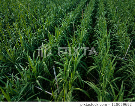 Aerial view of sugarcane plants growing at field Aerial view of sugarcane plants growing at field 118059692