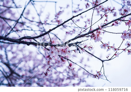 Blooming peach blossom in spring tibet,China 118059716