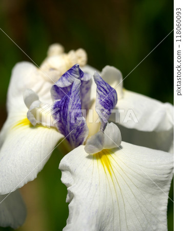White irises 118060093