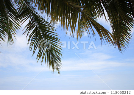 Green leave of coconut palm tree background 118060212