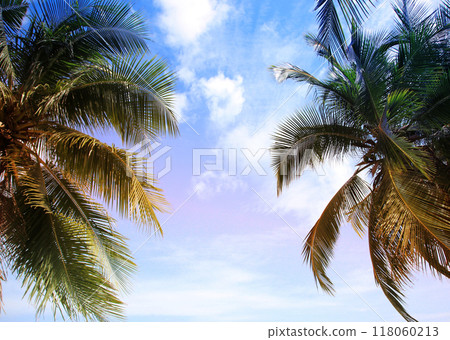 Green leave of coconut palm tree background 118060213