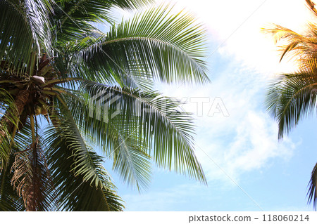 Green leave of coconut palm tree background 118060214