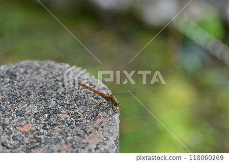 蜻蜓石頭 118060269