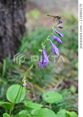 蜻蜓停在花上 118060270