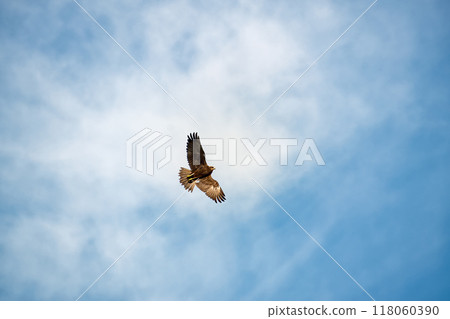Marsh harrier, spreading its wings, soars above the ground against the background of the blue sky 118060390