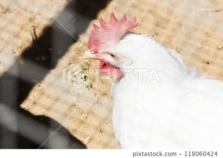 A white chicken can be seen behind a wire fence enclosure 118060424