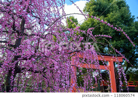 Torii gate and weeping plum at Jonangu Shrine Torii gate and weeping plum at Jonangu Shrine 118060574