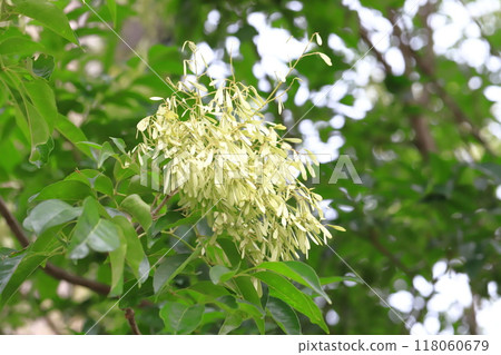 Fraxinus serrata with lots of fruit Fraxinus serrata with lots of fruit 118060679