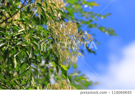 帶有大量水果的條紋灰 118060695