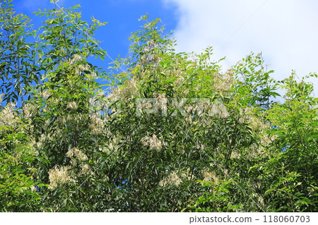 Fraxinus serrata with lots of fruit 118060703