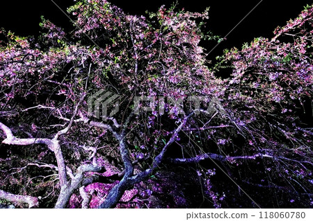 A fantastic nighttime feast of cherry blossoms in full bloom 118060780