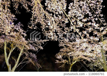 夜間盛開的夢幻櫻花盛宴 夜間盛開的夢幻櫻花盛宴 118060781