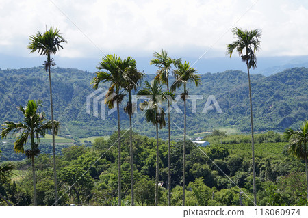 [Taiwan/Taitung area] Betel tree and Riji Village scenery 118060974