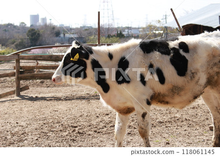 Cow  118061145