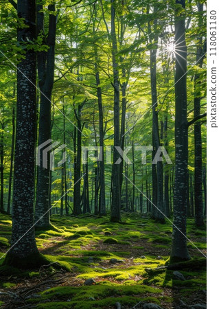 Sun shining through trees in green forest 118061180