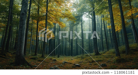 Autumn forest showing colorful foliage and foggy morning light 118061181