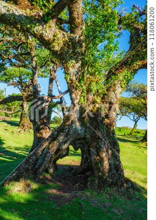 Fanal forest trees on Madeira island, Portugal 118061200