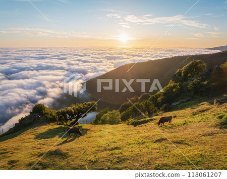 Aerial view of sunrise above clouds on Madeira island, Portugal 118061207
