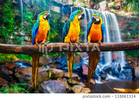 Blue-and-Yellow Macaw Ara ararauna Blue-and-Yellow Macaw Ara ararauna 118061314