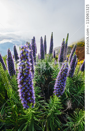 Madeira landscape with Pride of Madeira flowers and blooming Cytisus shrubs, Portugal 118061325